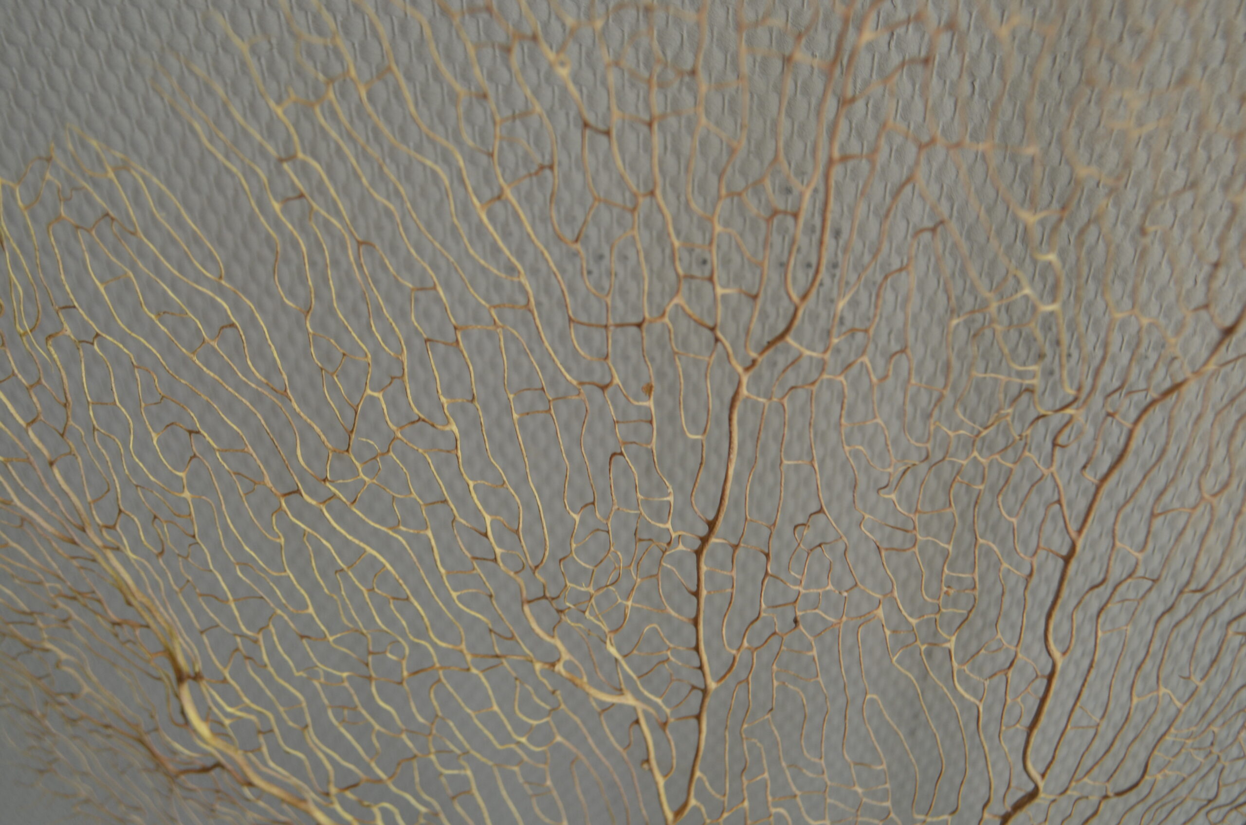 Zeewaaiertak Beige L - Afbeelding 2
