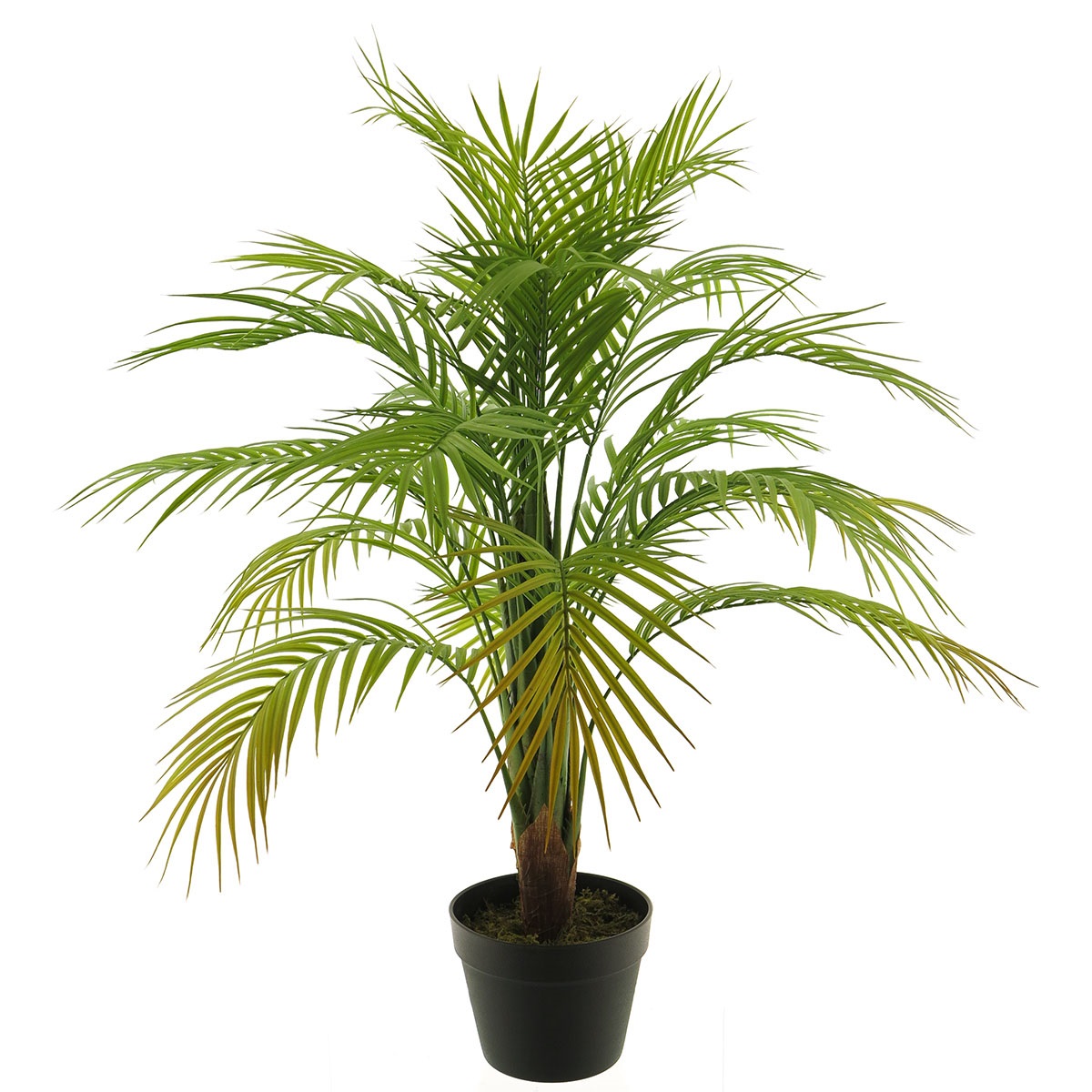 Areca Palm 90cm