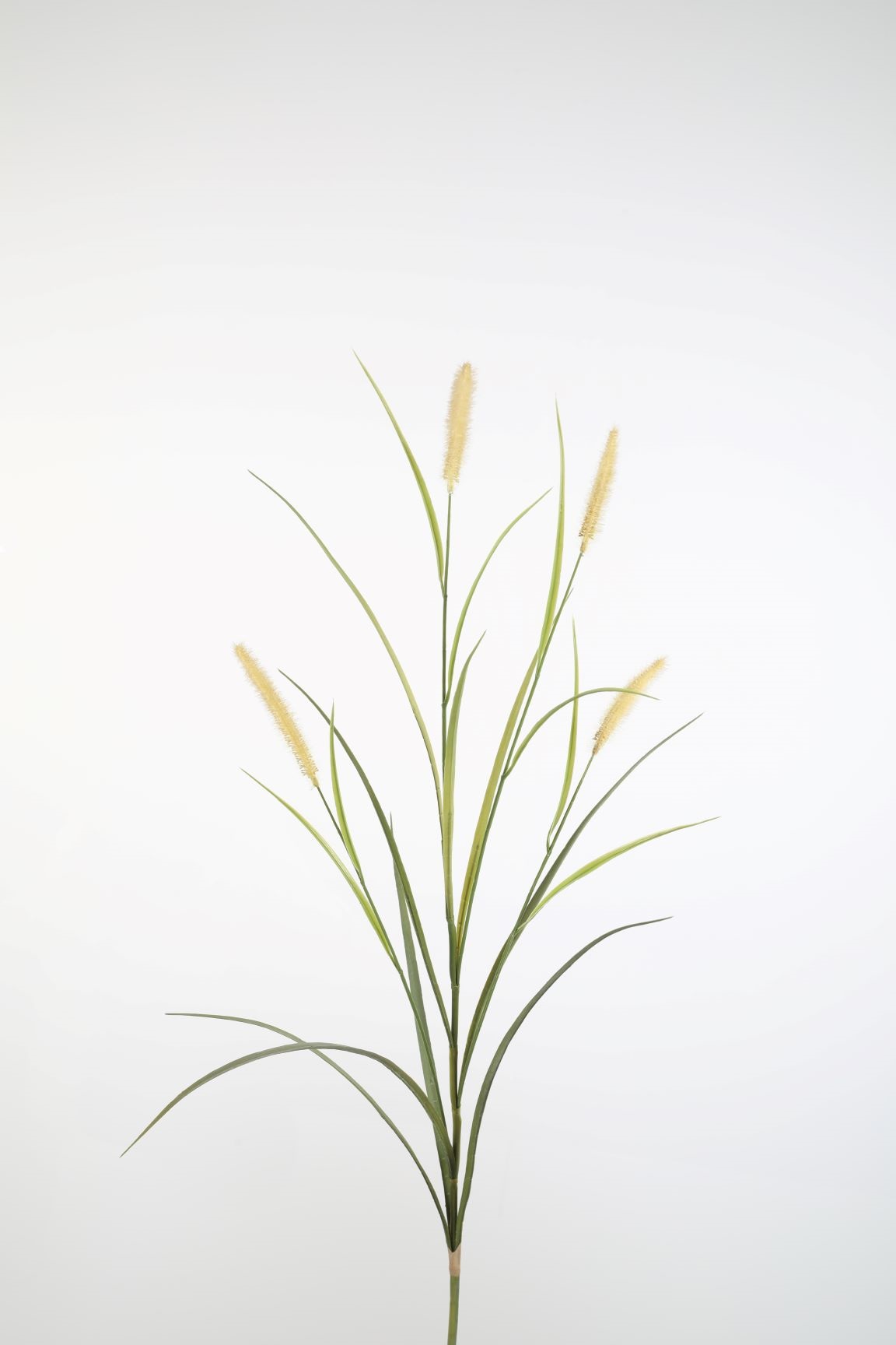 Pluim Gras Groen 155cm