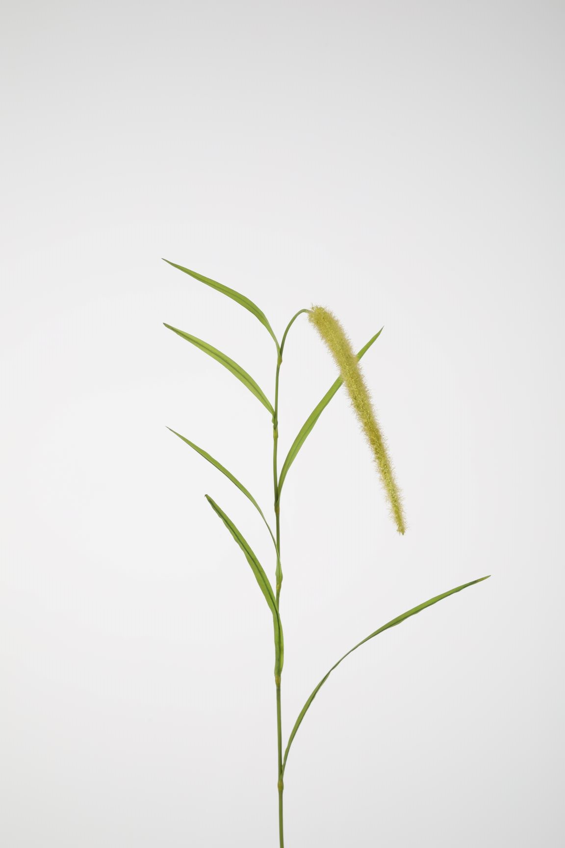 Pluim Gras Groen 120cm