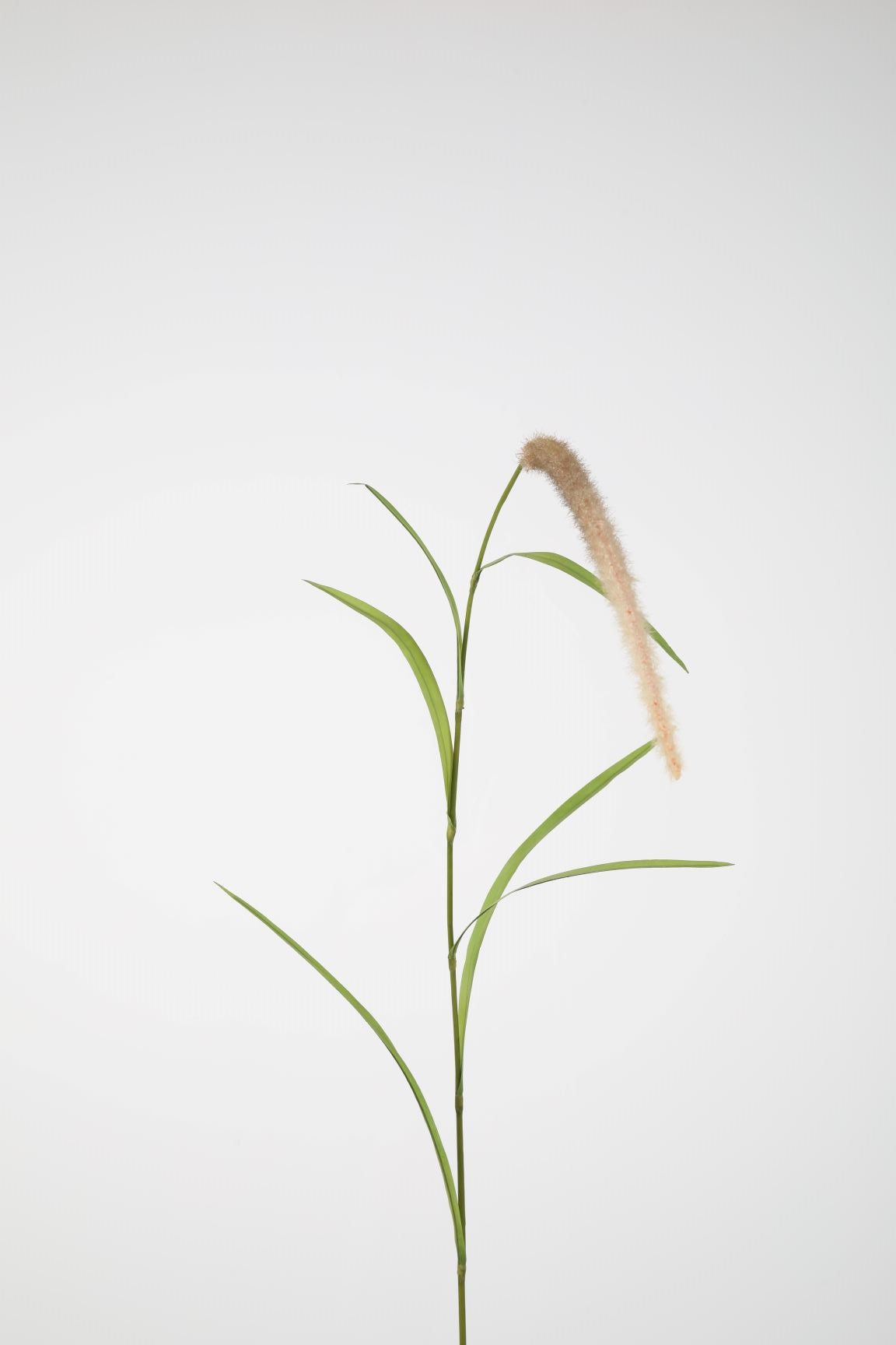 Pluim Gras Bruin 120cm