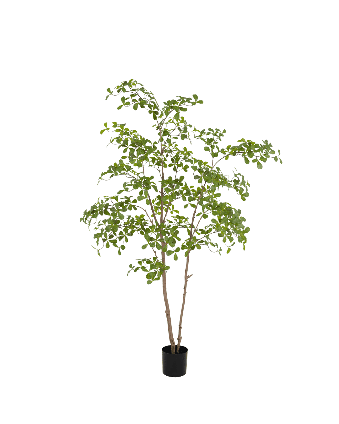 Moringa Boom 210cm