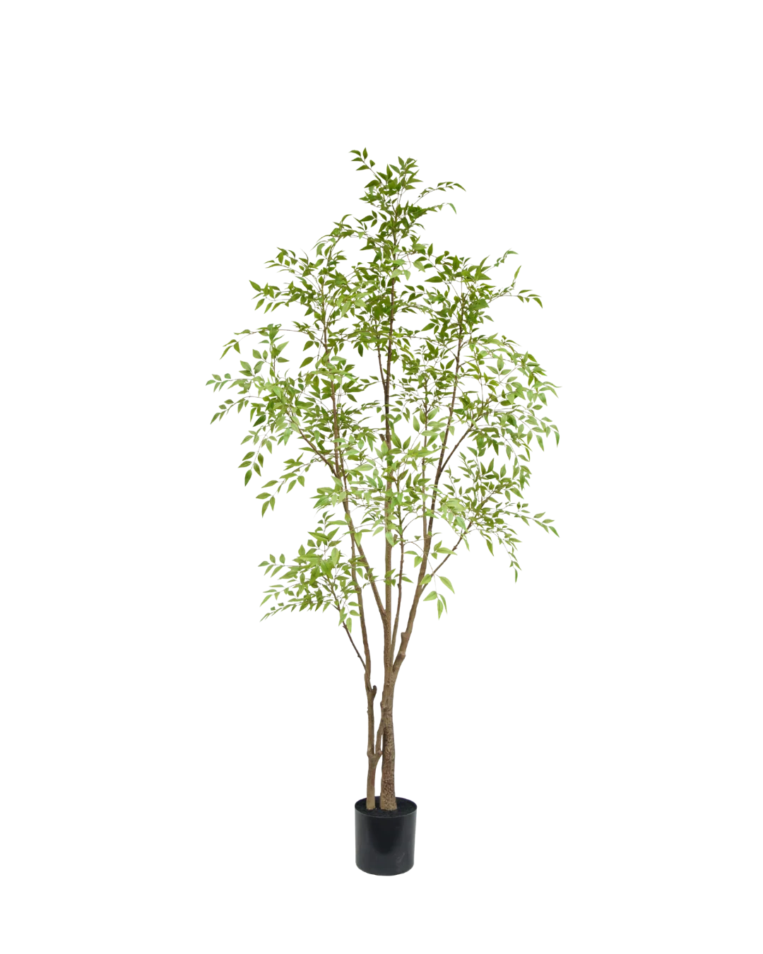 Nandina Boom 210cm